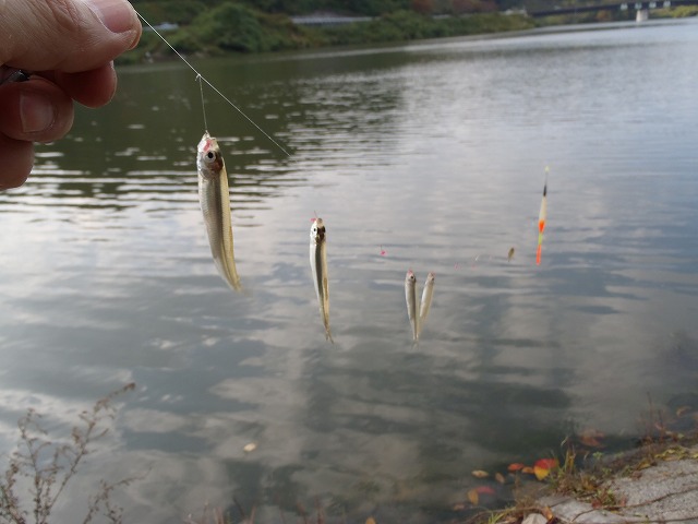 11月7日の釣行(ブログ掲載) 実はざざむしワームも使用で釣果 チョキ